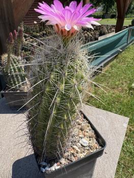 Preview: Thelocactus bolaensis